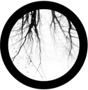 Branches 6
