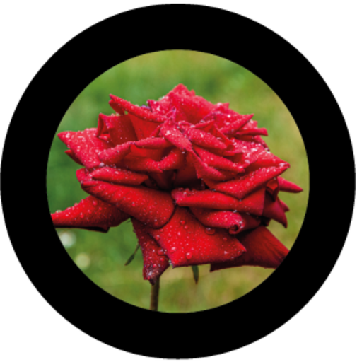 Rose 3