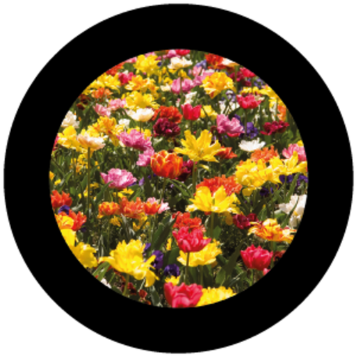 Flowers 9