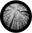 Branches 4