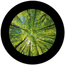 Branches 7
