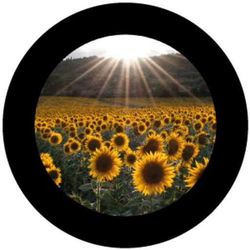 [GBBNAT04620H15] Sunflowers (H)