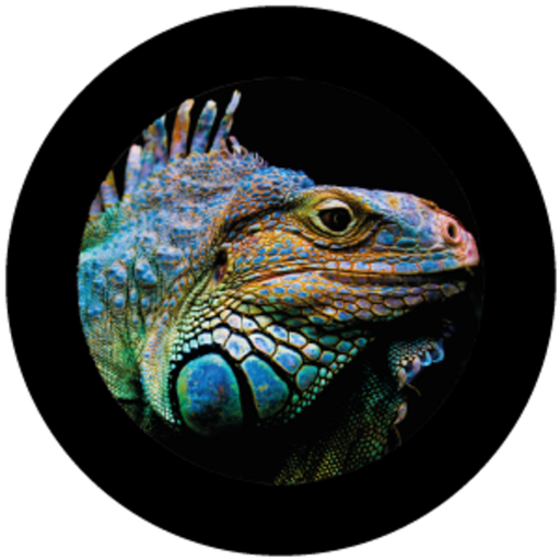 [GBBNAT04820H15] Iguana (H)