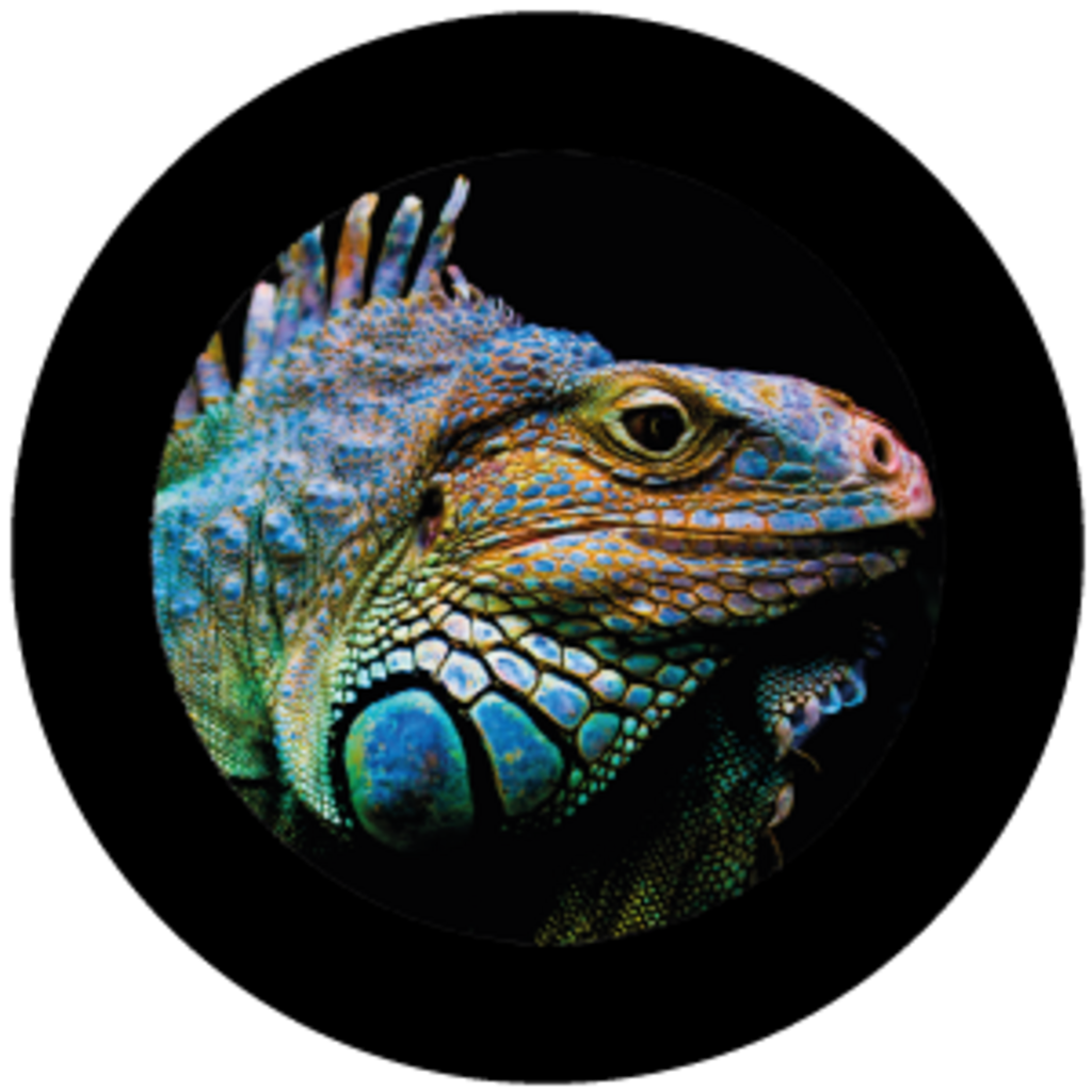 Iguana